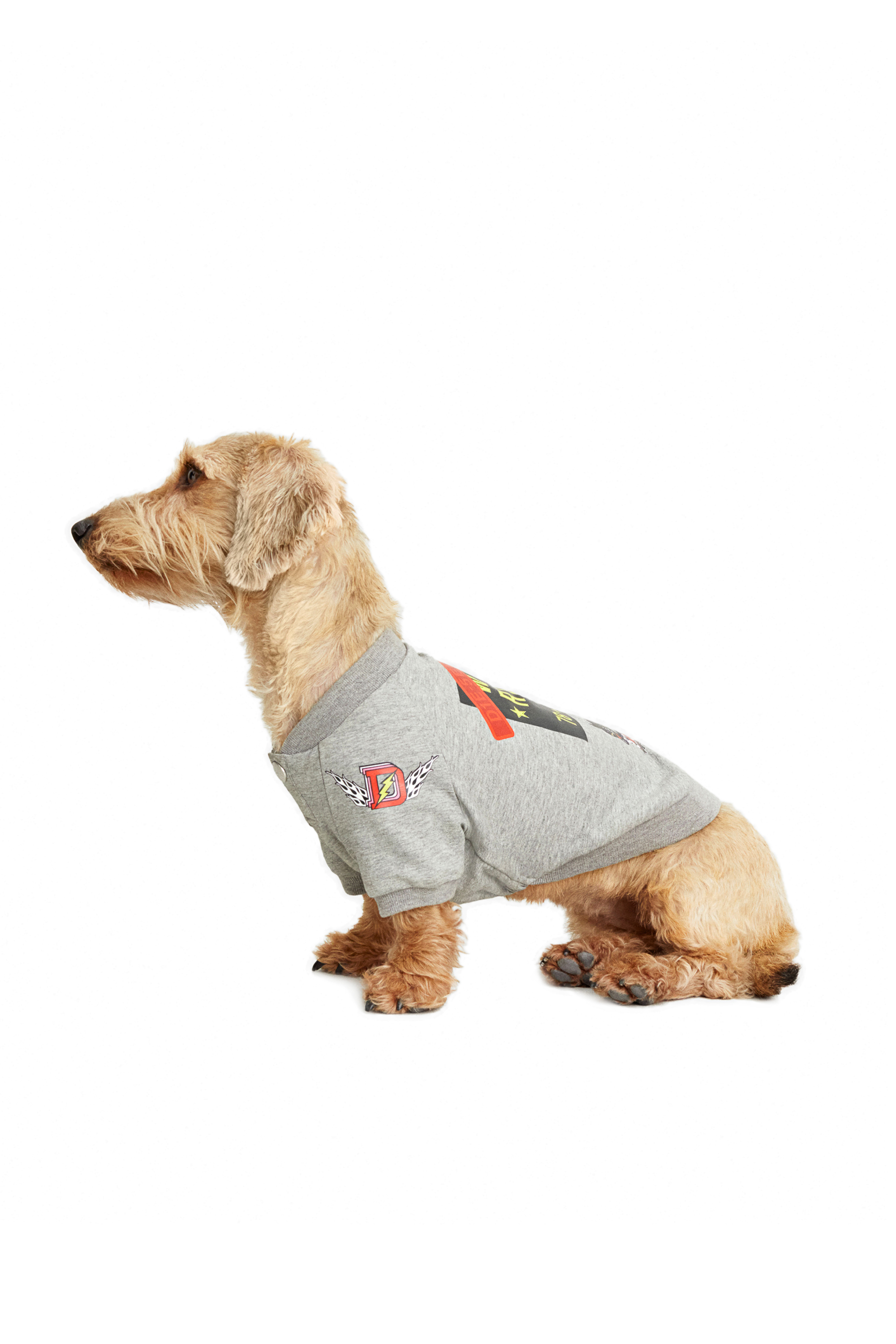 Diesel - PET-WOLF-GRY, Grey - Image 4